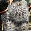 Copiapoa_montana